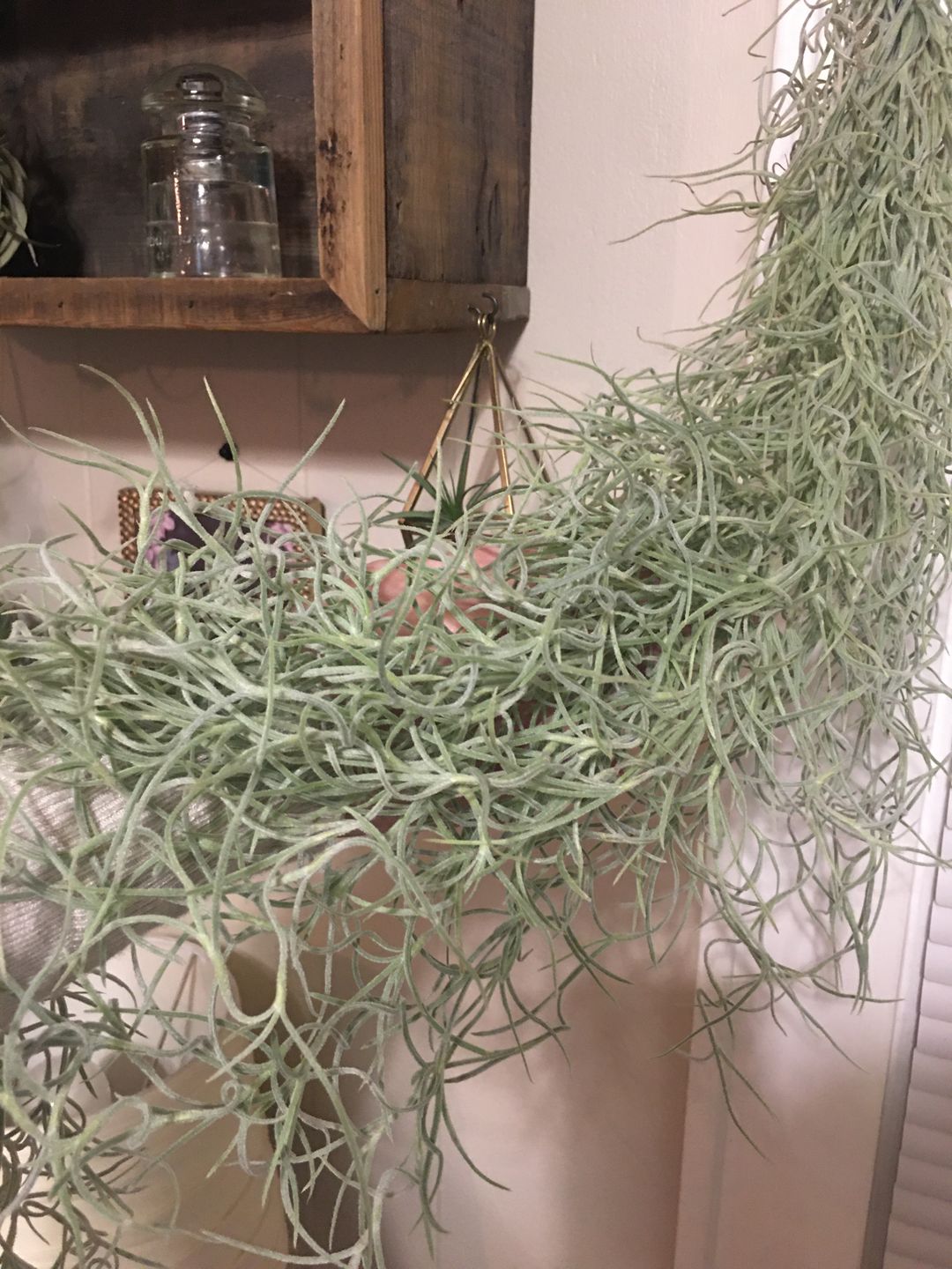 Customer photo review of Usneoides (Spanish Moss) White  On Hanging Wire!