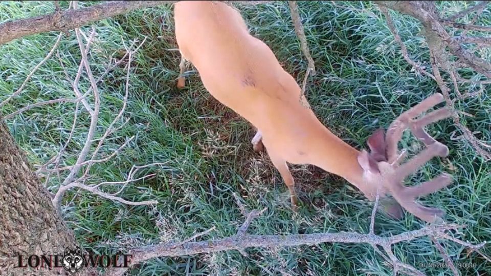 Customer photo review of Undercover™ Trail Camera