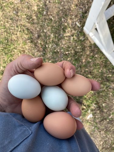 Customer photo review of GrubTerra Dried Larvae