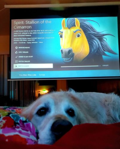 Customer photo review of Hero Plug™ - Mini Projector