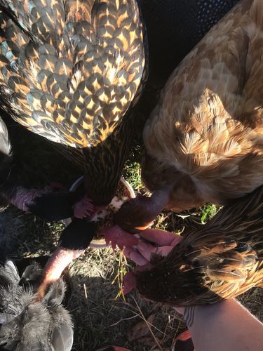 Customer photo review of GrubTerra Dried Larvae