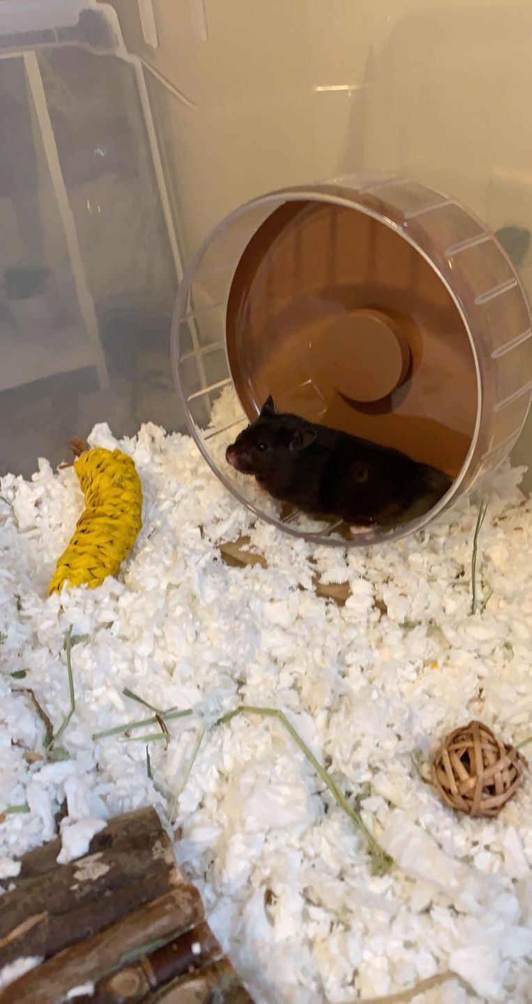 Customer photo review of Niteangel Super-Silent Hamster Exercise Wheels - 8.2 inches