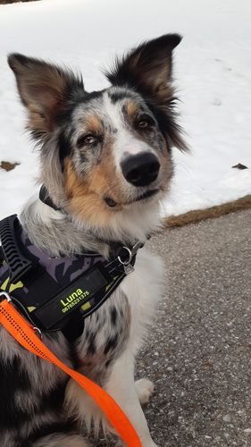 Customer photo review of Pfotenlove - Personalisiertes Sicherheitsgeschirr – Premium Ausgabe