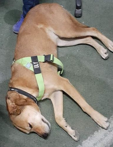 Customer photo review of DF Co. Neon Green Dog Harness