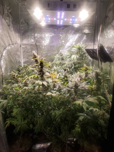 Customer photo review of Optic 4XL NextGen 500W Dimmable COB LED Grow Light (UV/IR) 3500k COBs 120 Degree Lenses