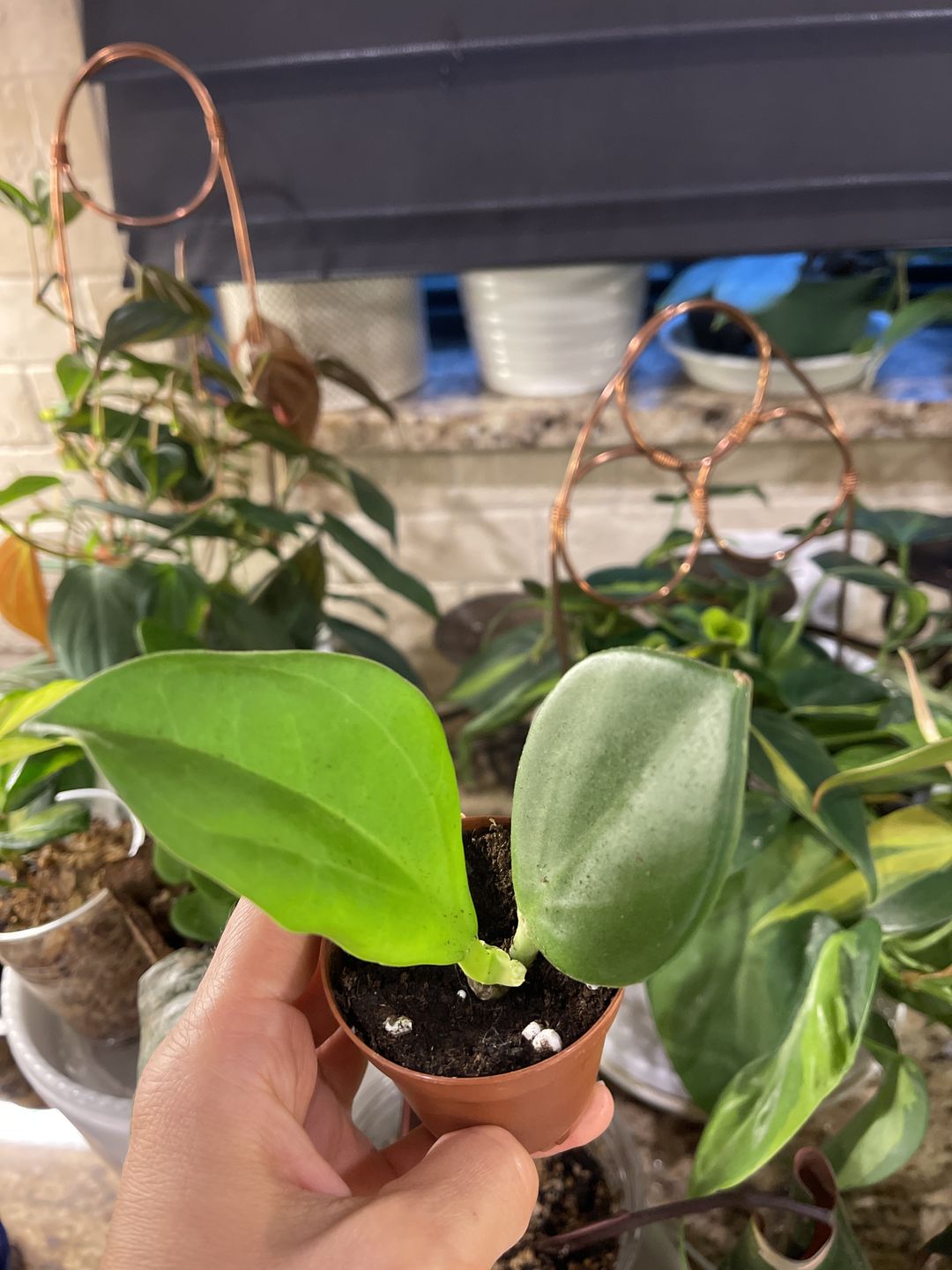 Customer photo review of 2" Hoya Pachyclada