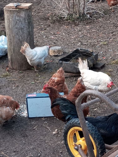 Customer photo review of BlackTasty™ Futtermittel aus Insekten