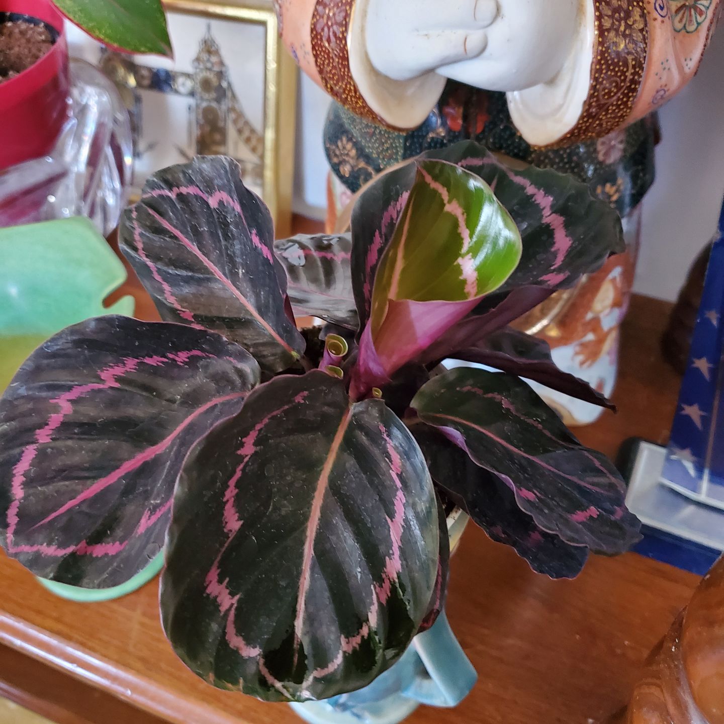 Customer photo review of 4" Calathea roseopicta 'Dottie'