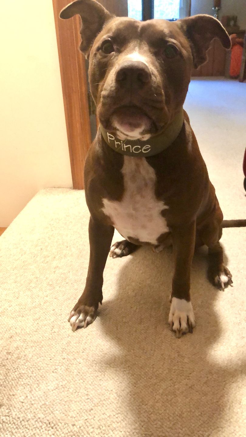 Customer photo review of 5cm Nylon Dog Collar - Khaki v2.0