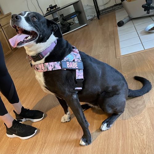 Customer photo review of DF Co. Pink Camo Dog Harness