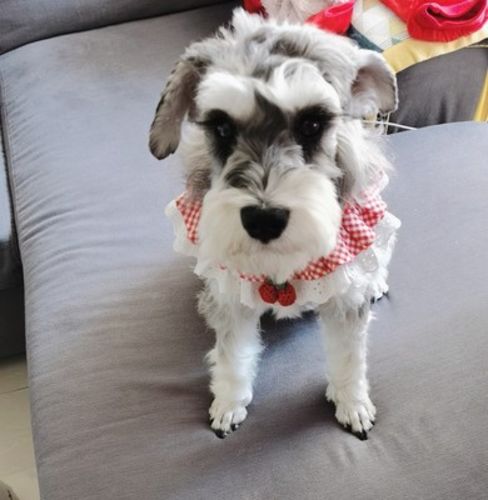 Customer photo review of Princess Cat Costumes for Cats Cute Lace Dog Collar