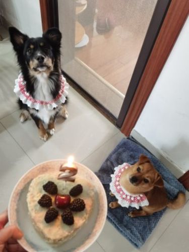 Customer photo review of Princess Cat Costumes for Cats Cute Lace Dog Collar