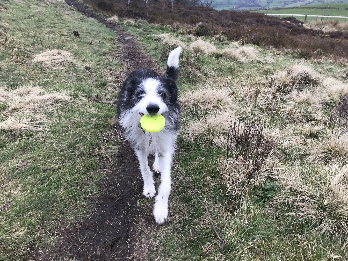 Customer photo review of Gravity Disc™️ Mini Frisbee - Yellow