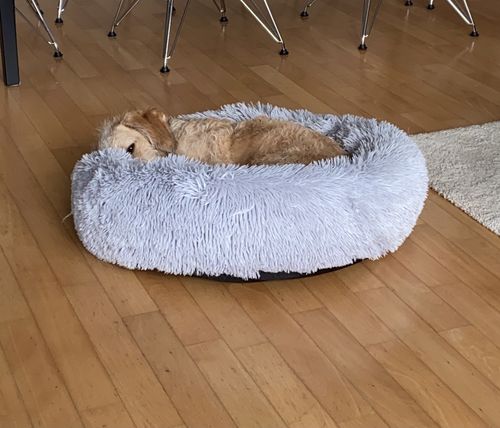 Customer photo review of Puppery Kuschelbett - Das Original