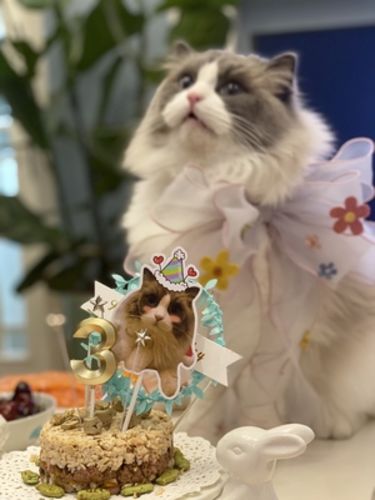 Customer photo review of Pet Cat And Dog Maltese Headdress Bow Lace collar