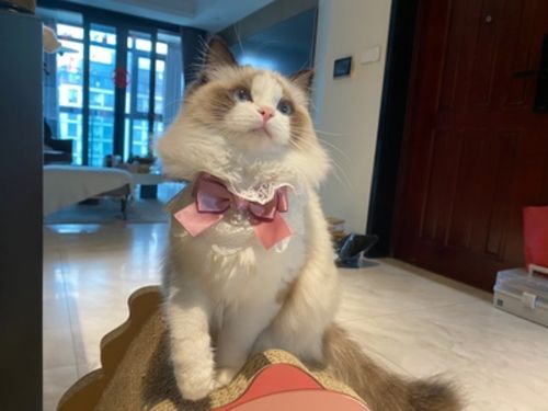 Customer photo review of Princess Cat Costumes for Cats Cute Lace Dog Tie