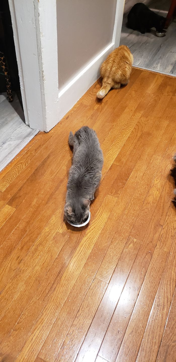 Customer photo review of Royal Canin Veterinary Diet - Urinary SO Morsels in Gravy. Canned Cat Food.