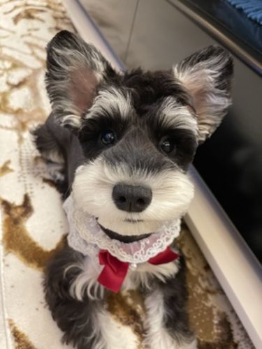 Customer photo review of Princess Cat Costumes for Cats Cute Lace Dog Tie