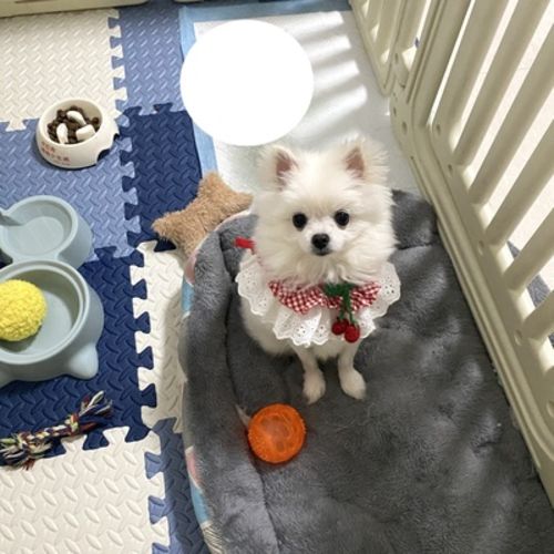 Customer photo review of Princess Cat Costumes for Cats Cute Lace Dog Collar