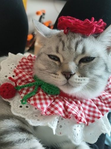 Customer photo review of Princess Cat Costumes for Cats Cute Lace Dog Collar