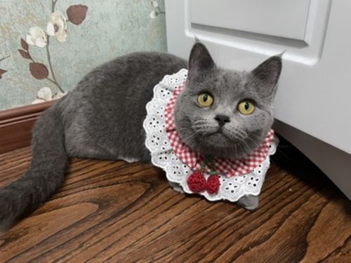 Customer photo review of Princess Cat Costumes for Cats Cute Lace Dog Collar