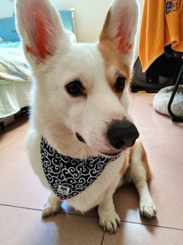Customer photo review of Cat Dog Triangle Scarf Grass Pattern Collar
