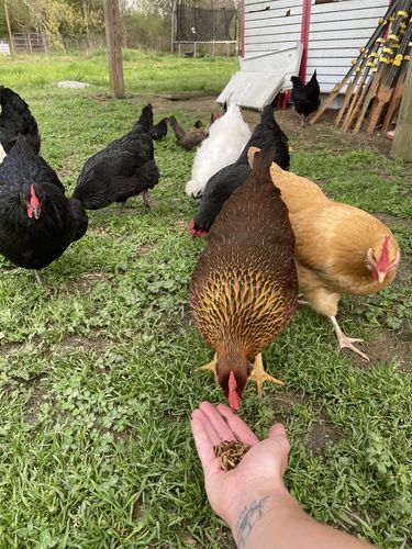 Customer photo review of GrubTerra Dried Larvae