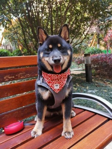 Customer photo review of Cat Dog Triangle Scarf Grass Pattern Collar