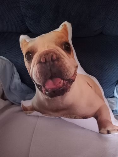 Customer photo review of Create A Custom Animal Pillow