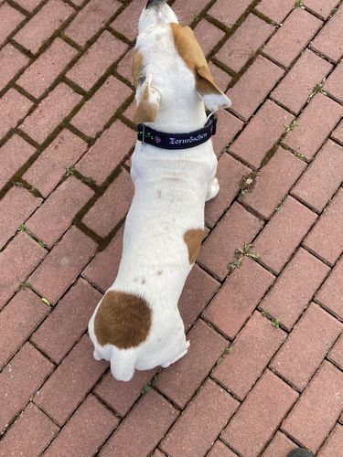 Customer photo review of Zornröschen - Hundehalsband