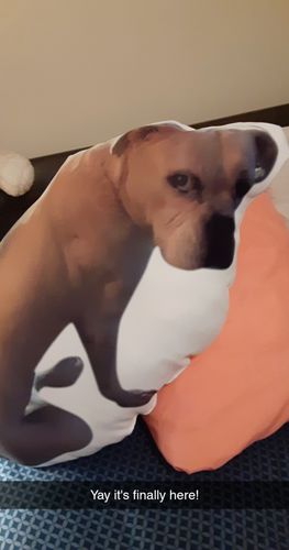 Customer photo review of Create A Custom Dog Pillow