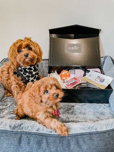 Customer photo review of Puppy Hamper - First Paw Prints Hamper