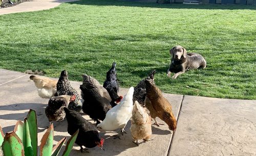 Customer photo review of GrubTerra Dried Larvae