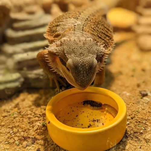 Customer photo review of GrubTerra Fresh Black Soldier Fly Larvae for Reptiles