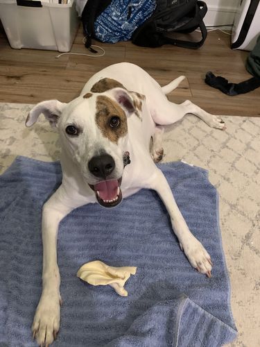 Customer photo review of Cow Ears