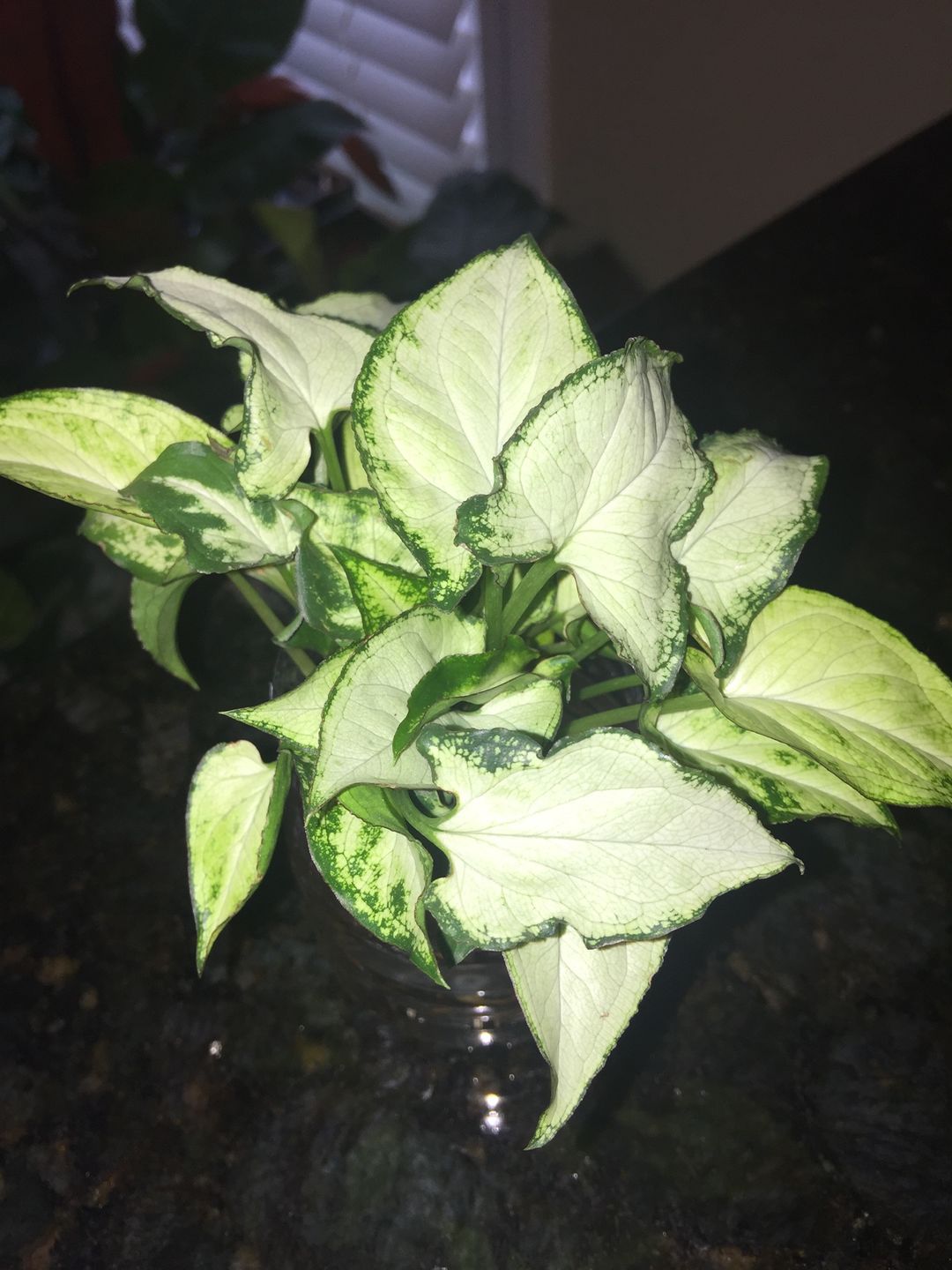 Customer photo review of 4" Syngonium 'Holly M'