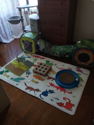 Customer photo review of Cheery Colorful Cats SW1740 Rug