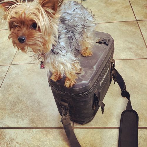 Customer photo review of Pelican™ 12-Can Elite Soft Cooler