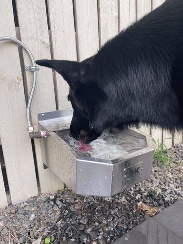 Customer photo review of Pet Rehydration Station