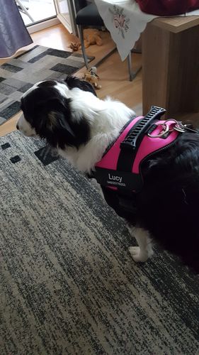 Customer photo review of Pfotenlove - Personalisiertes Sicherheitsgeschirr – Premium Ausgabe