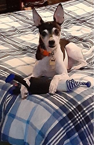 Customer photo review of Sleepy Joe Biden Chew Toy