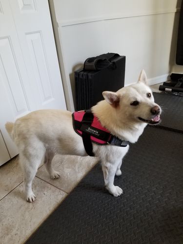 Customer photo review of Lifetime Warranty Personalized NO PULL Dog Harness (FREE Shipping)