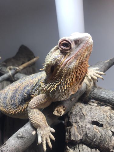 Customer photo review of GrubTerra Fresh Black Soldier Fly Larvae for Reptiles