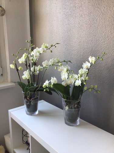 Customer photo review of 1 Phal. 'Two of Us' WEISS, 7-8 Stiele! Superqualität, die Geschenkidee!!!