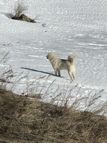 Customer photo review of IMPERIAL FOOD 1ST CLASS MAIALE E ARINGA