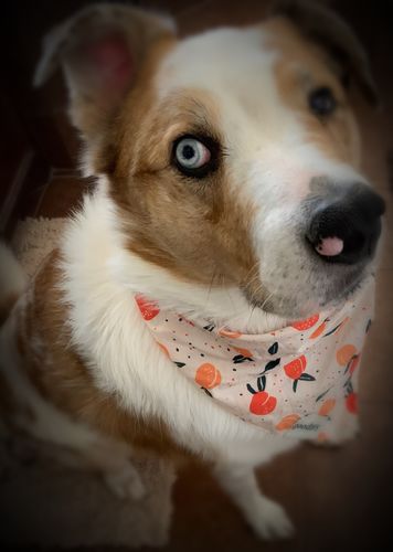 Customer photo review of Matching Bandana & Facemask Bundle