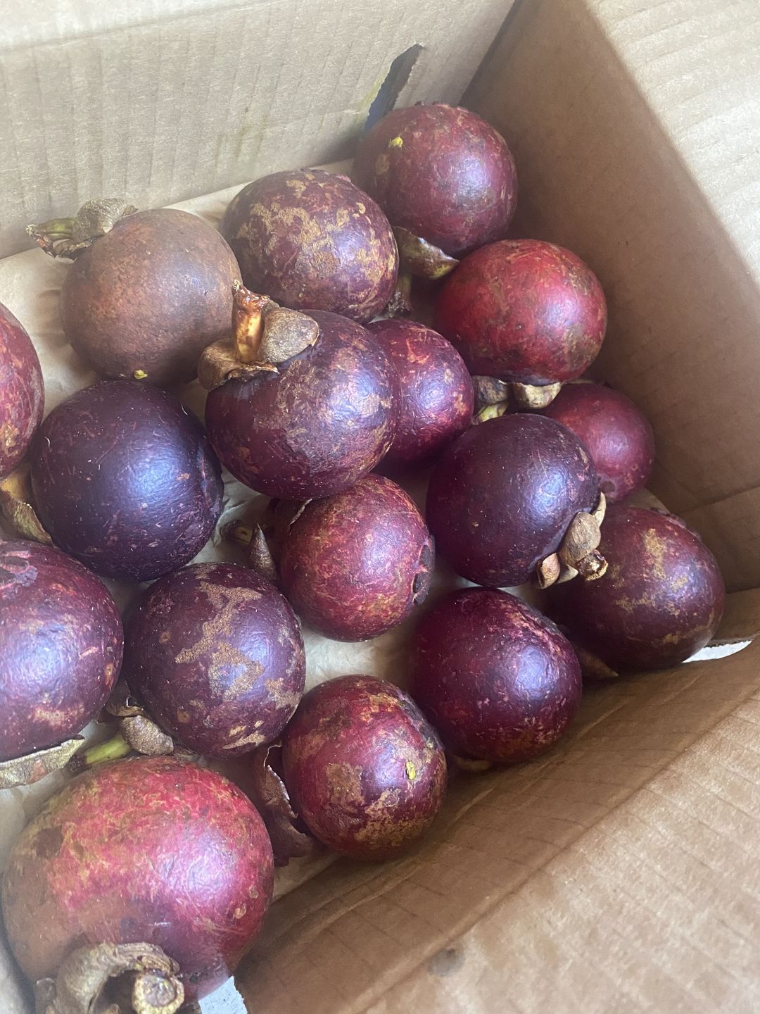 Customer photo review of Mangosteen