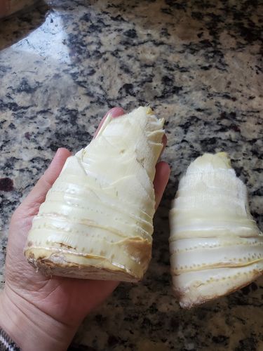 Customer photo review of Bamboo Shoot 冬笋 (1只)