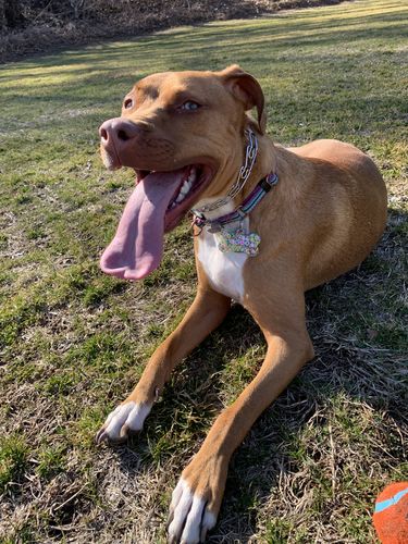 Customer photo review of The Original Custom Sprkl Shop Pet Tag ✨🐩🐈