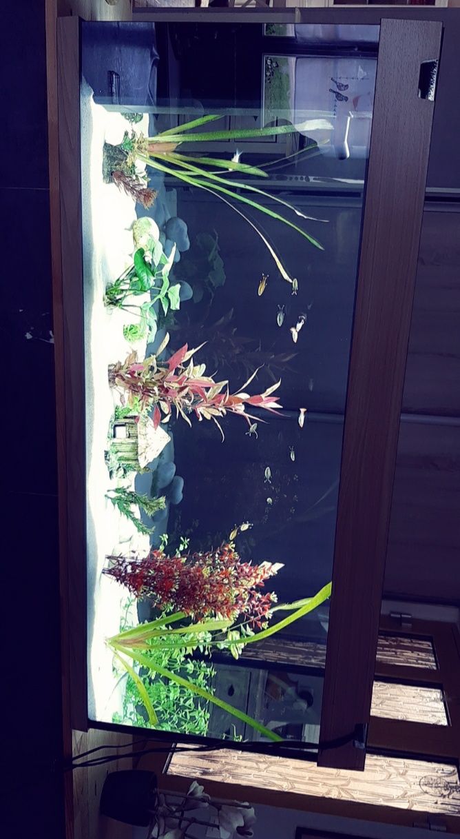 Customer photo review of Aquarium Rio 240 LED Chêne Équipé JUWEL - 240L